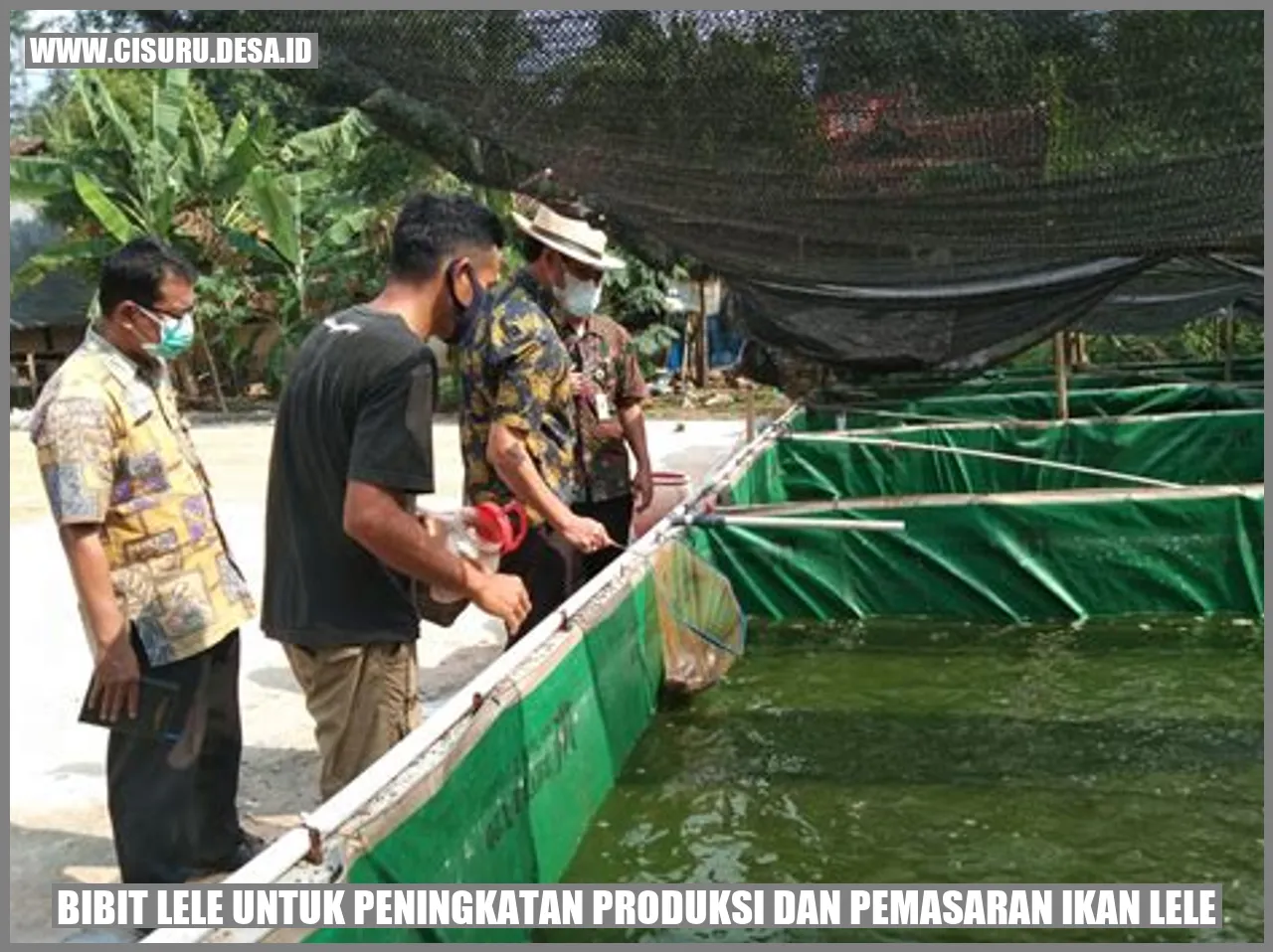 Bibit Lele