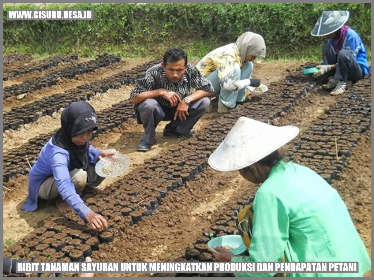 bibit tanaman sayuran hijau