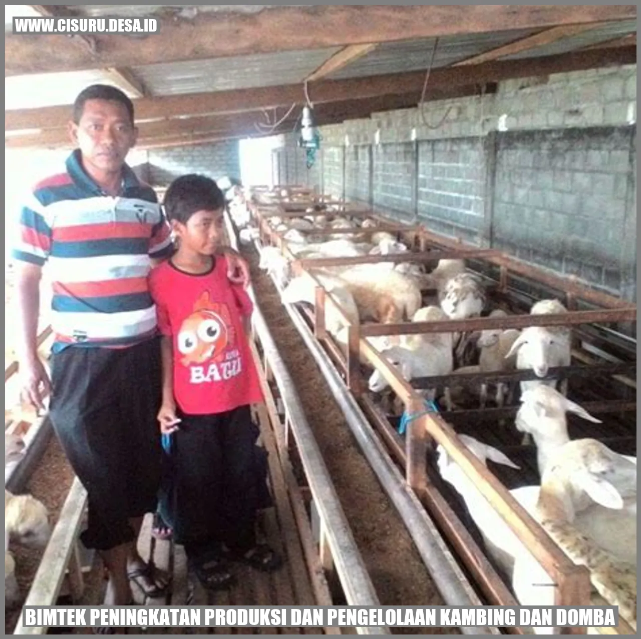 Bimtek Peningkatan Produksi dan Pengelolaan Kambing dan Domba