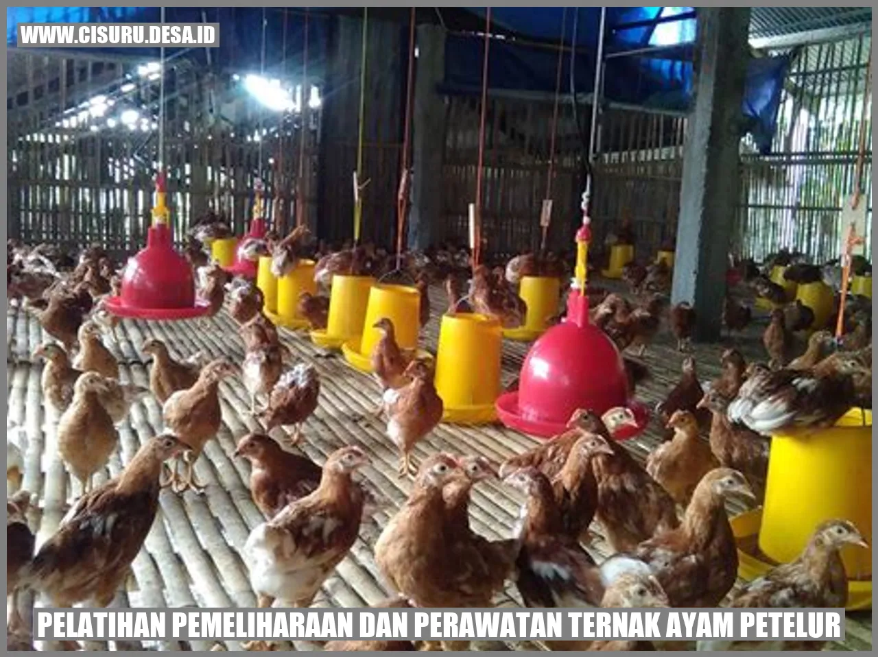 Pelatihan Pemeliharaan dan Perawatan Ternak Ayam Petelur