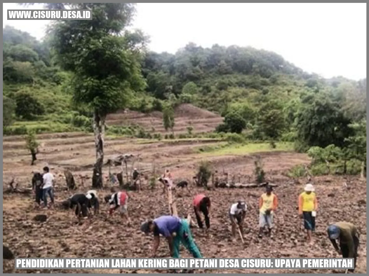 Pertanian Lahan Kering di Desa Cisuru
