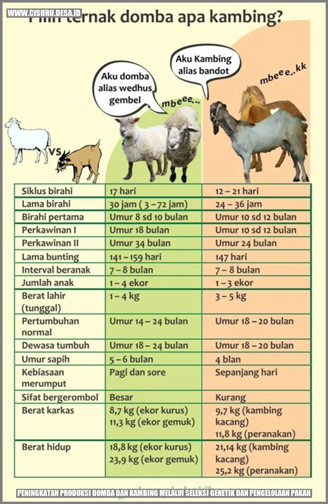 Peningkatan Produksi Domba dan Kambing melalui Seleksi Genetik dan Pengelolaan Pakan