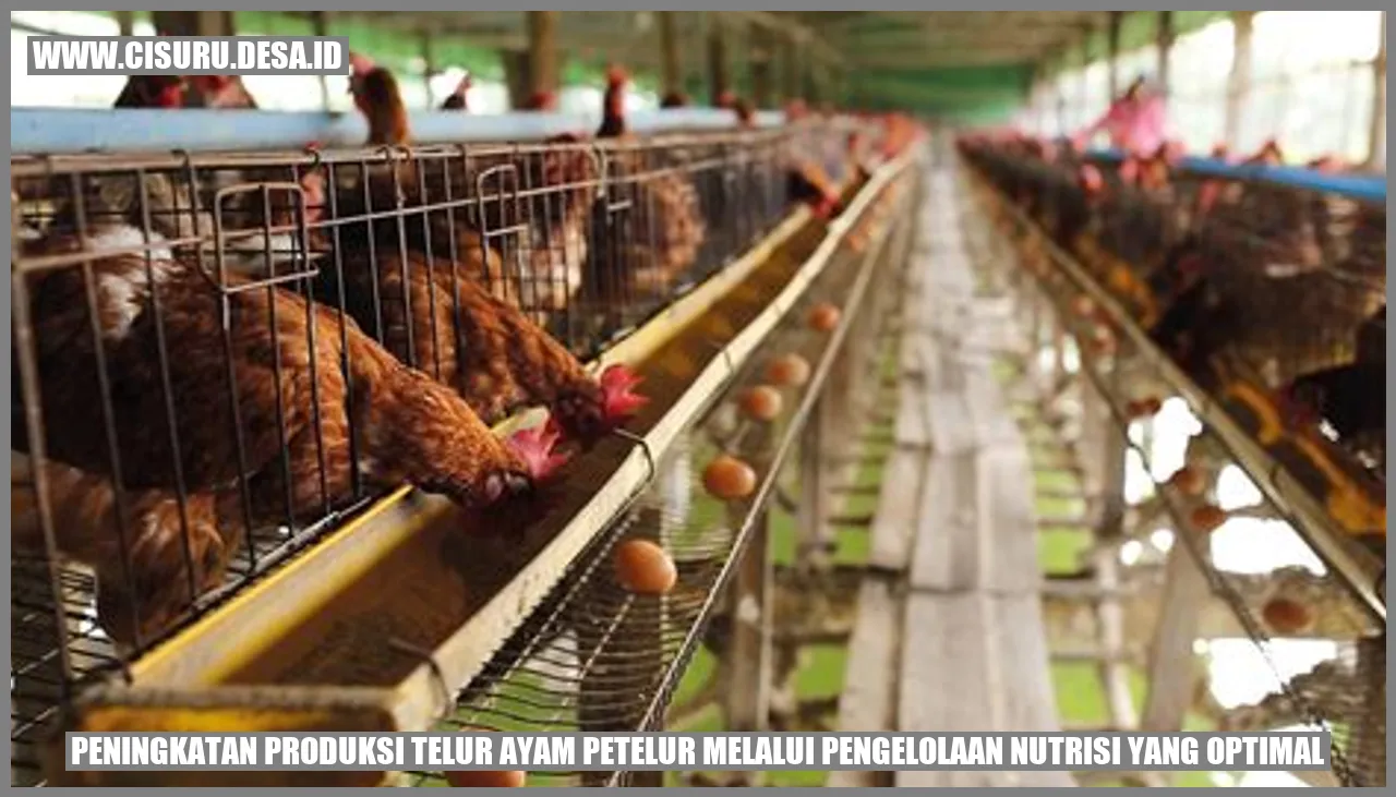 Peningkatan Produksi Telur Ayam Petelur melalui Pengelolaan Nutrisi yang Optimal