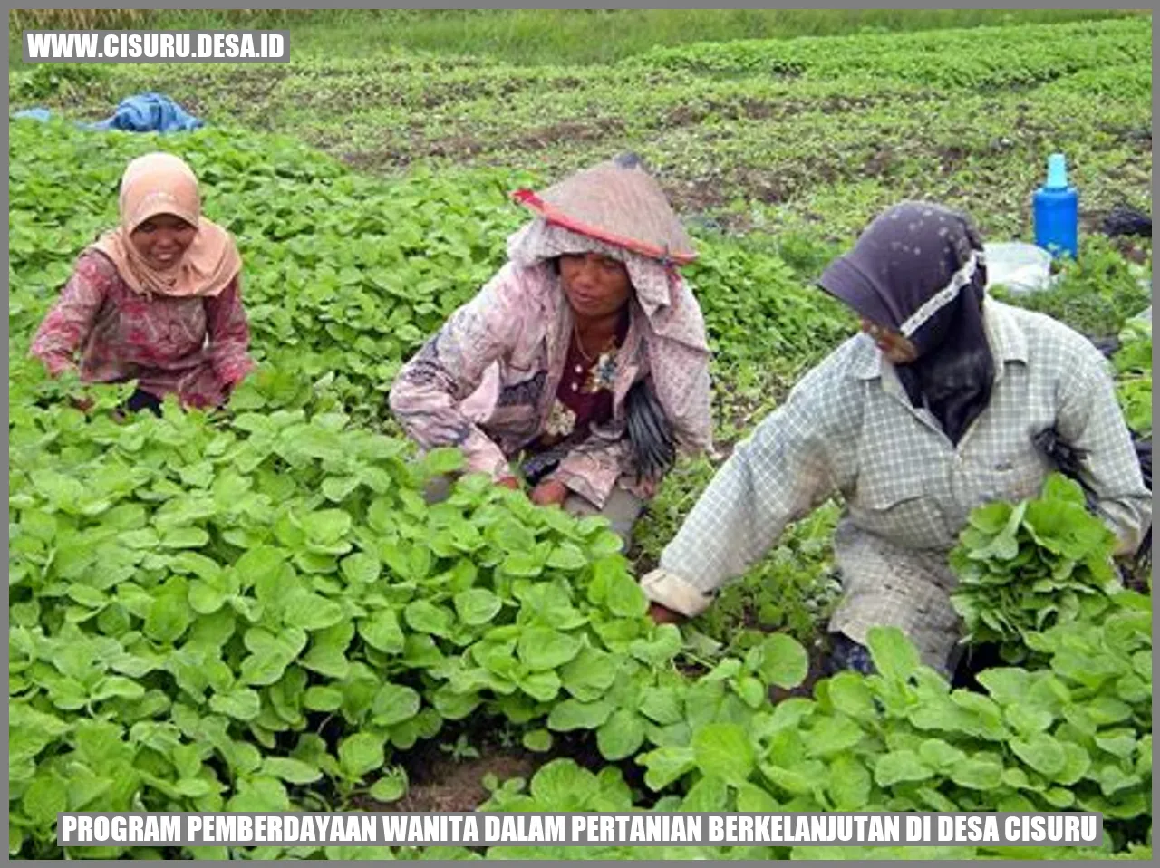 Program Pemberdayaan Wanita dalam Pertanian Berkelanjutan di Desa Cisuru