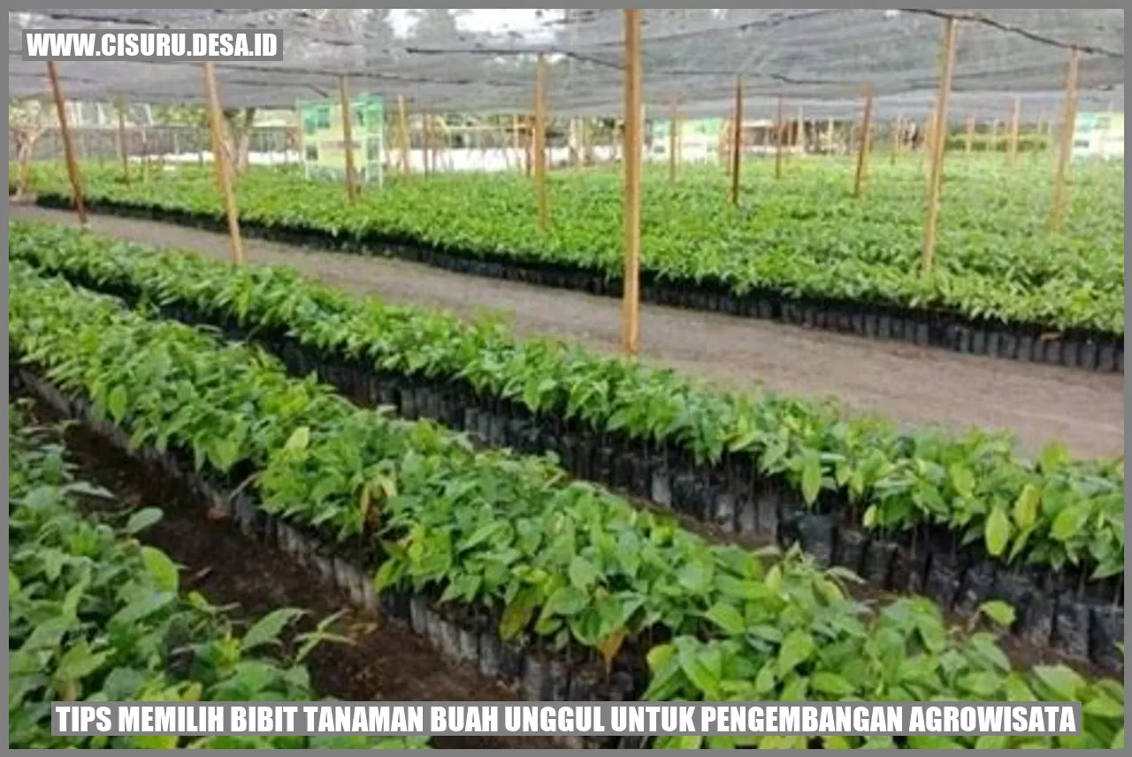 Gambar Bibit Tanaman Buah Unggul untuk Pengembangan Agrowisata